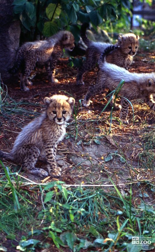 Four Cheetah Cubs Playing