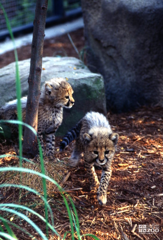 Two Cheetah Cubs On the Move