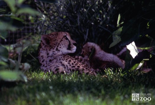 Cheetah Mom and Cub 