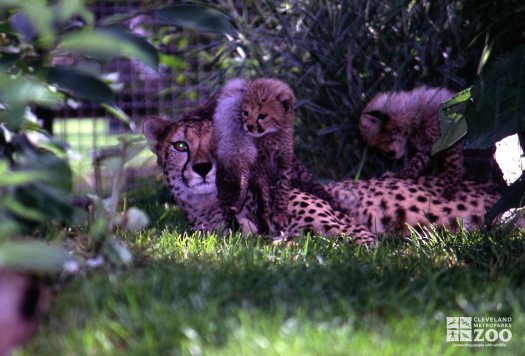 Cheetah Cubs Pouncing On Mom