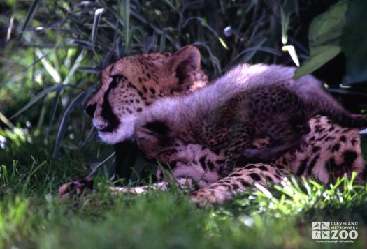 Cheetah Cub Biting Mom