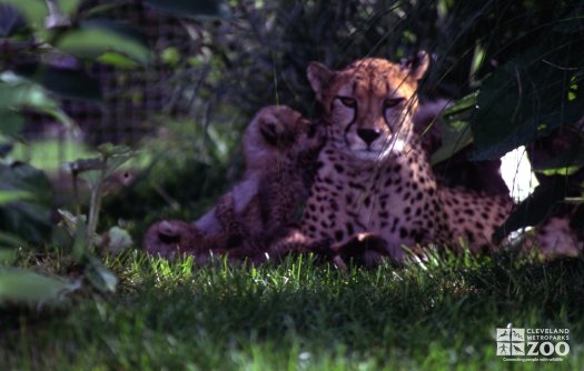 Cheetah Family