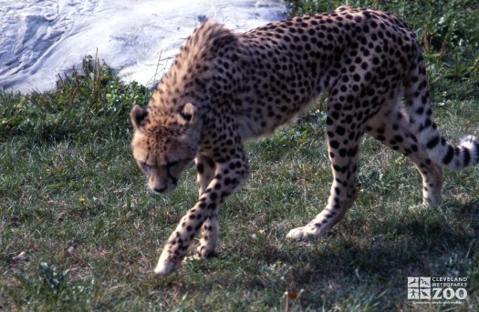 Cheetah Walking 4