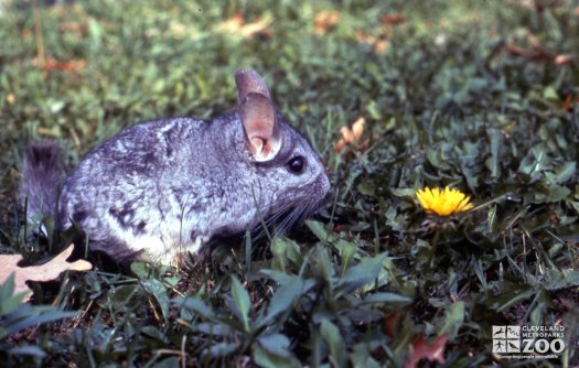 Chinchilla, Long-Tailed Sitting In Grass
