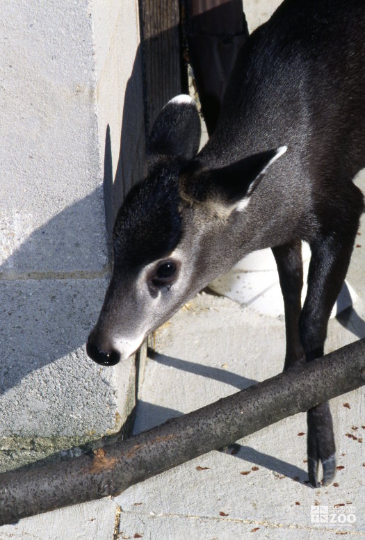 Deer, Tufted Standing With Log