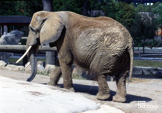 Elephant, African Walking With Side View