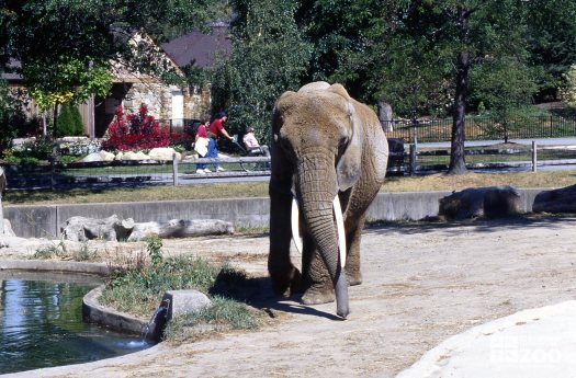 Elephant, African Walking By Pool