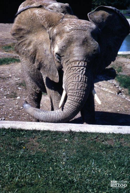 Elephant, African Up Close Of Face With Ears Flared