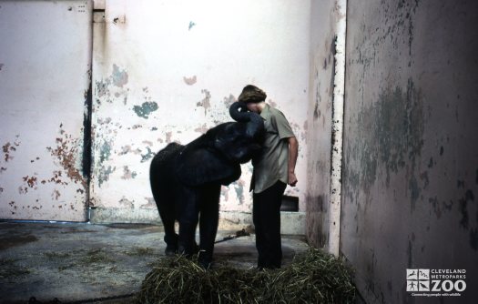 Elephant, African Baby Giving Keeper Affection