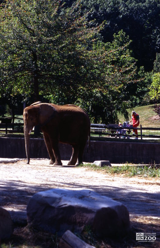 Elephant, African Up Close Side View 2