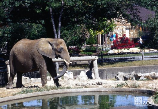 Elephant, African Using Trunk To Get a Drink Of Water