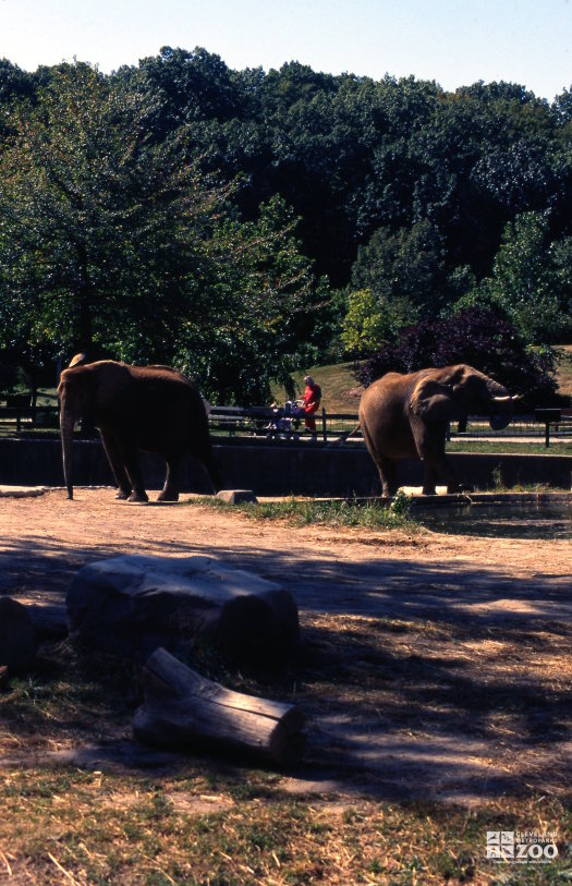 Elephants, African Using Trunk To Get a Drink Of Water 2