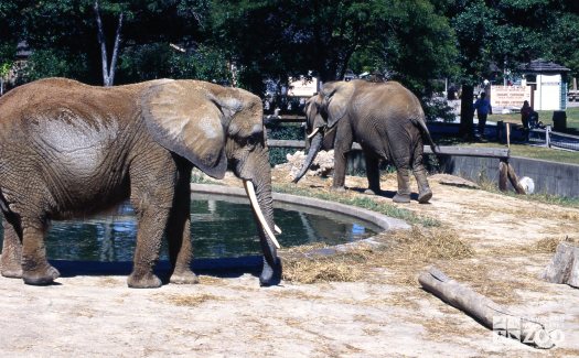 Elephants, African Enjoying Outdoor Exhibit 2