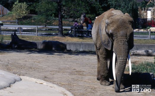 Elephant, African Walking Forward