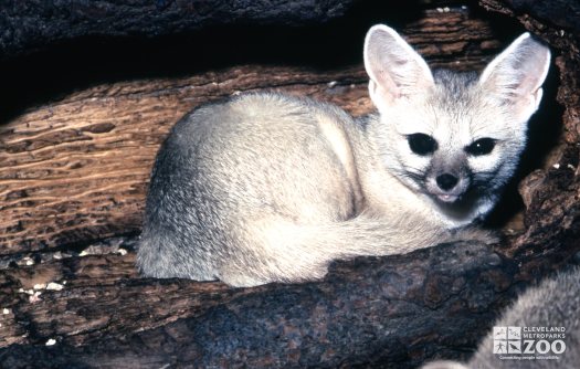 FOX, Fennec Close-up Laying In a Log