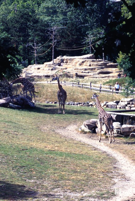 Giraffes, Masai Enjoying The Exhibit