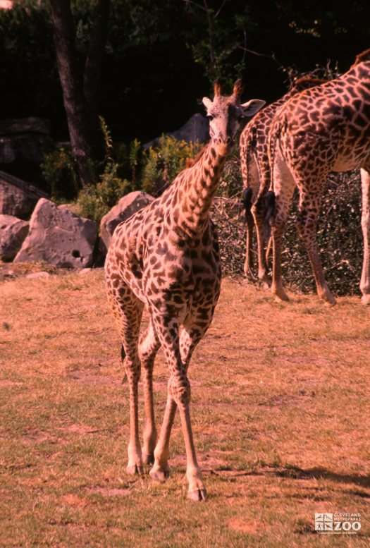 Giraffe, Masai Walking Up Close