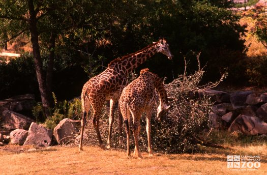 Giraffe, Masai Eating From Fallen Tree