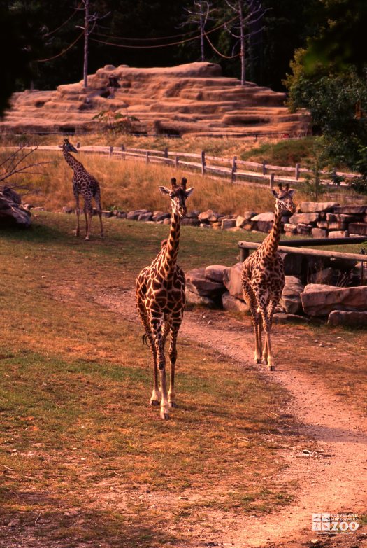 Giraffes, Masai Walking Forward