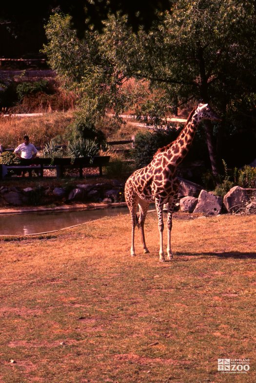 Giraffe, Masai Looking Left