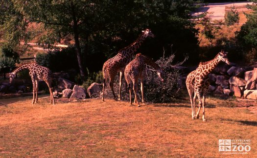 Giraffes, Masai Eating From Fallen Tree 3