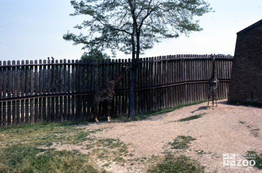 Giraffes, Masai Standing By Fence