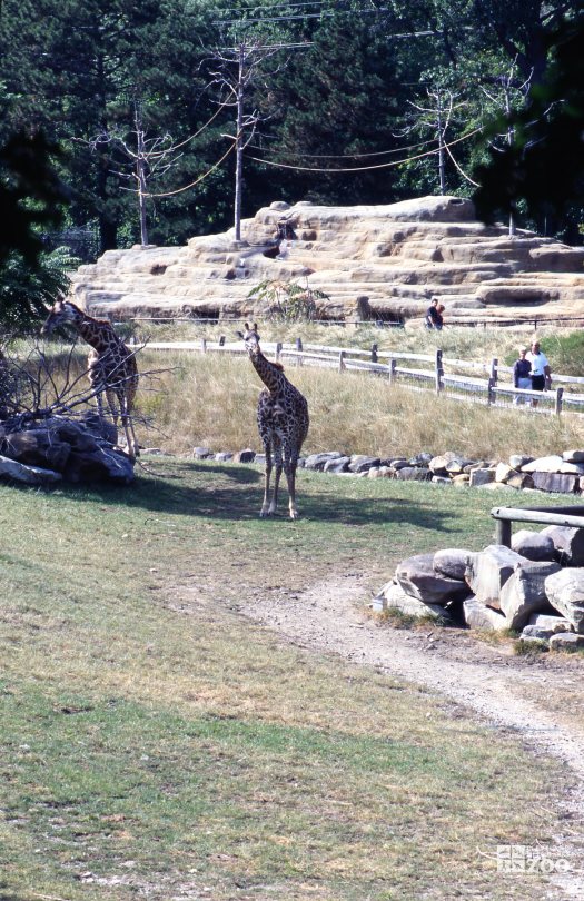 Giraffes, Masai Enjoying The Savanna 2