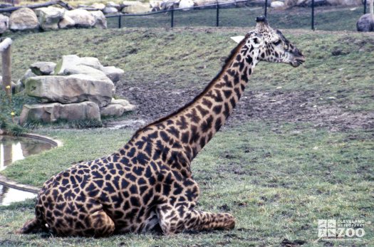 Giraffe, Masai Resting
