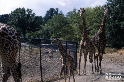 Giraffes, Masai Baby and Adults 