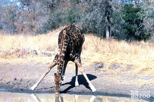 Giraffe, Masai Drinking Water From Pond