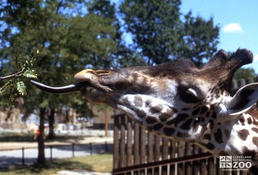 Giraffe, Masai Showing Long Tongue To Get Leaves