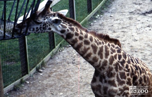 Giraffe, Masai Eating Off Of Feeder