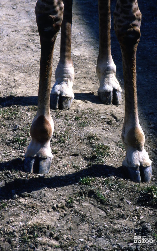 Giraffe, Masai Up Close of Legs