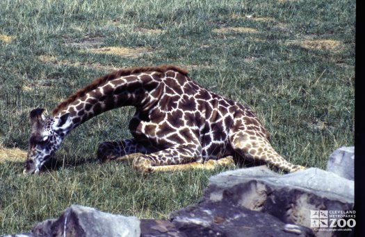 Giraffe, Masai Lying Down