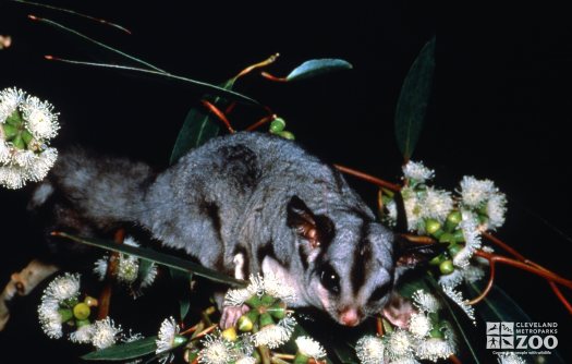 Glider, Sugar On Branch Of Tree