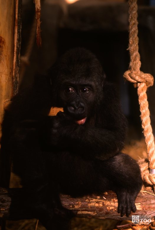 Gorilla, Western Lowland Juvenile 2