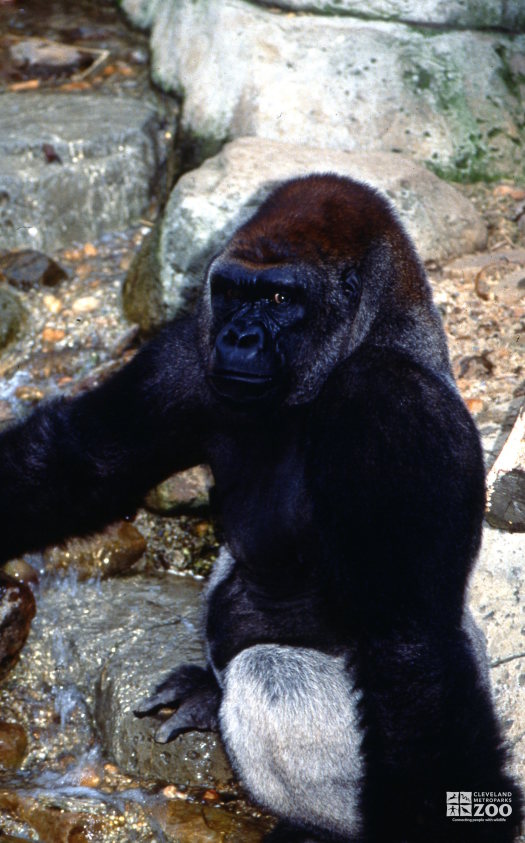 Gorilla, Western Lowland Looking Pensive