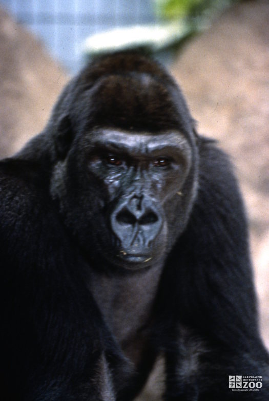 Gorilla, Western Lowland Up Close Of Face