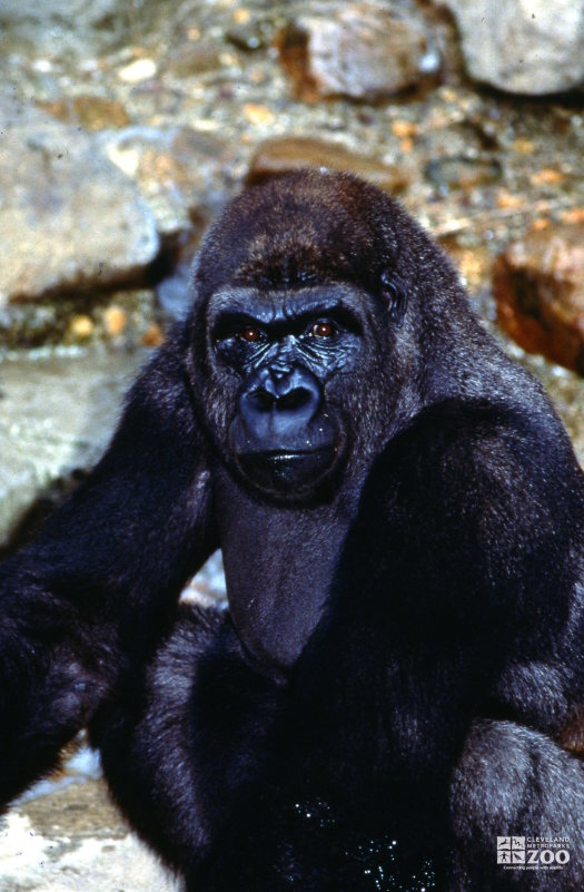 Gorilla, Western Lowland Up Close Of Face 2