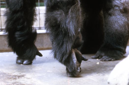 Gorilla, Western Lowland Up Close Of Legs