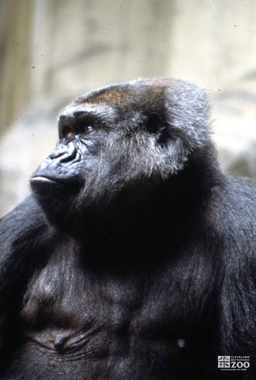 Gorilla, Western Lowland Side Profile