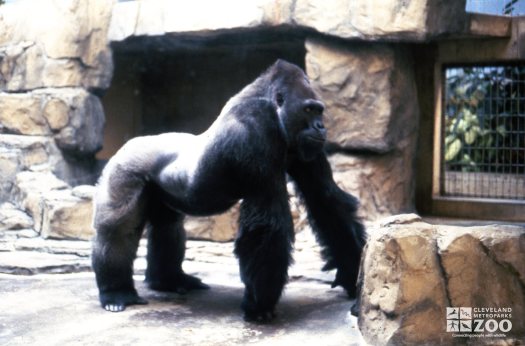 Gorilla, Western Lowland Standing On All Fours 2