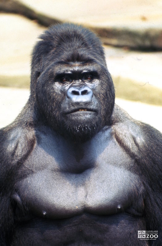 Gorilla, Western Lowland Looking Fierce 