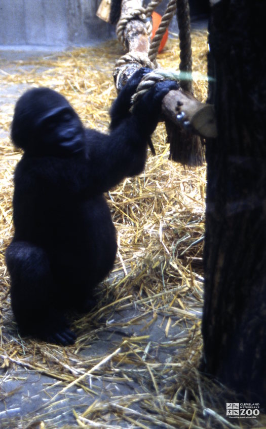Gorilla, Western Lowland Juvenile Playing With Log