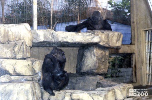 Gorillas, Western Lowland  Sitting In Exhibit