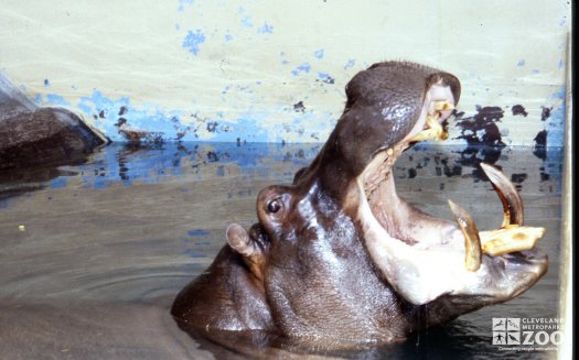 Hippopotamus, Nile Side View Of Open Mouth