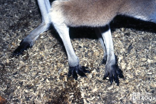 Kangaroo, Red Up Close Of Feet