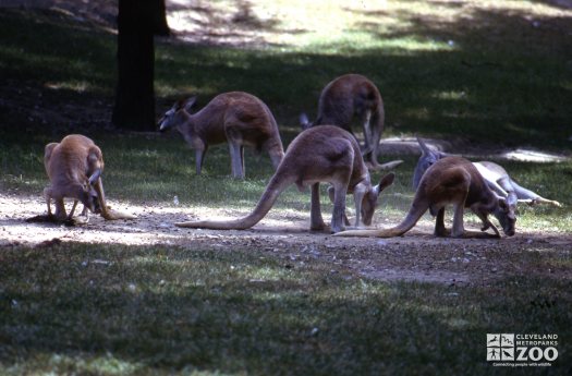 Kangaroos, Red Eating In The Grass 