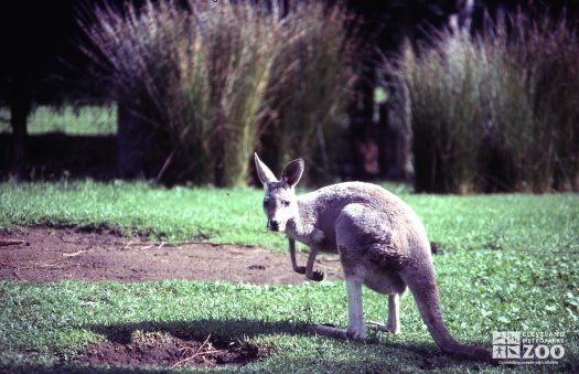 Kangaroos, Red Side View Looking Left