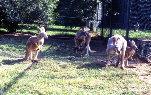 Kangaroos, Red Enjoying The Sun 